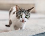 gato